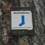 Blaustrümpf